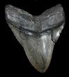Large, Megalodon Tooth - South Carolina #36241-3